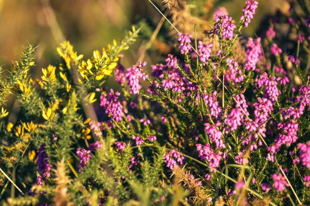 Réserve Naturelle Nationale du Pinail