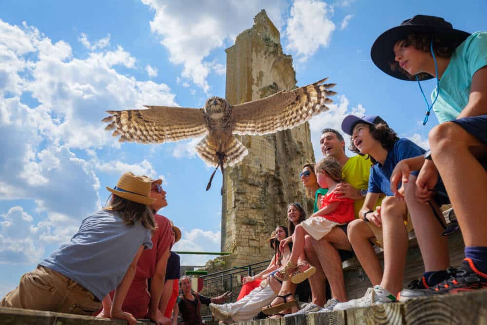 sites iCONiKS famille Géants du ciel hibou