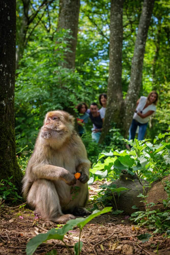La Vallée des Singes