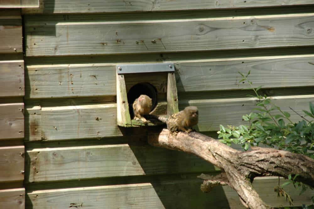 La Vallée des Singes, Ouistitis Pigmés