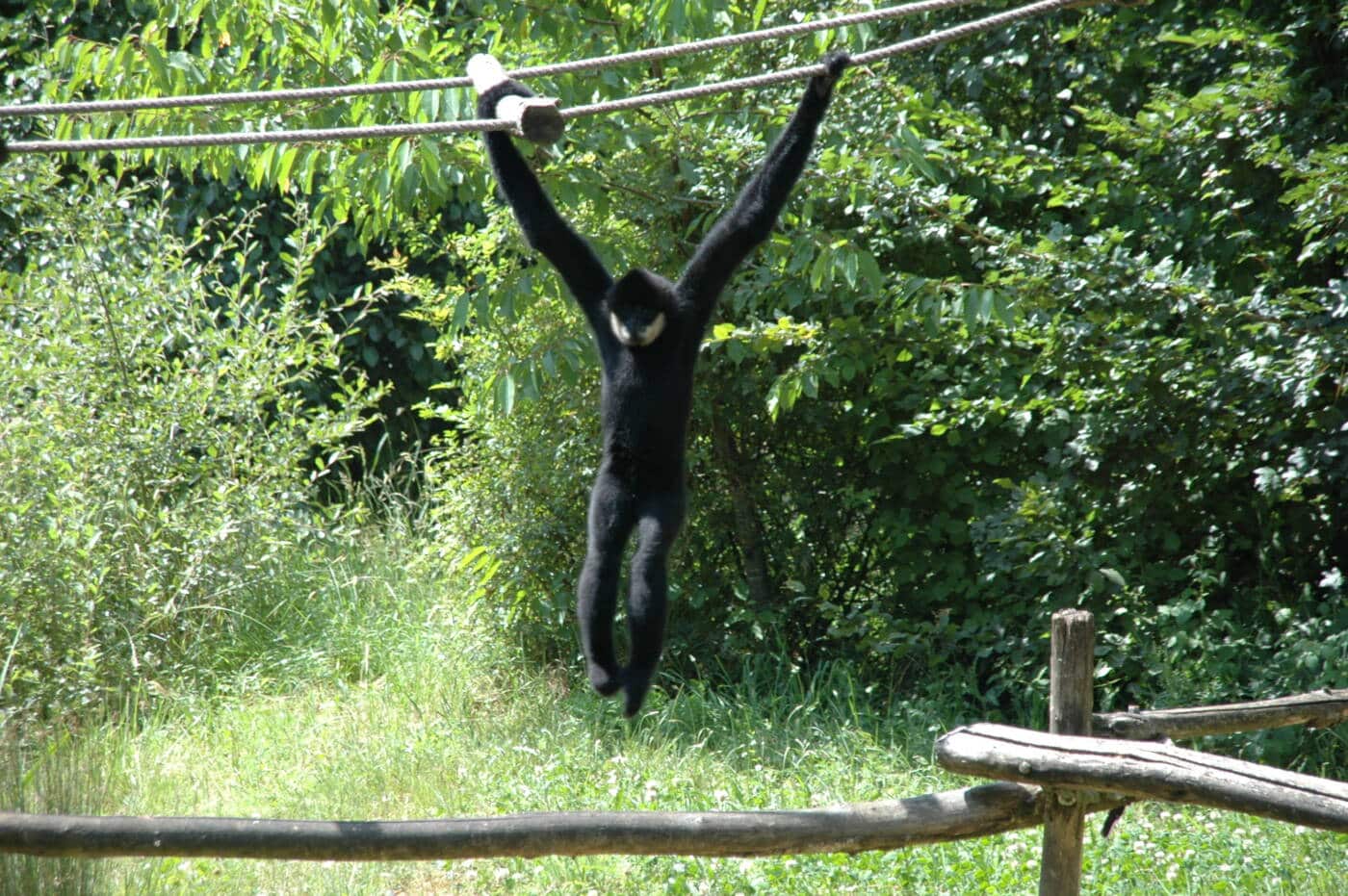 La Vallée des Singes