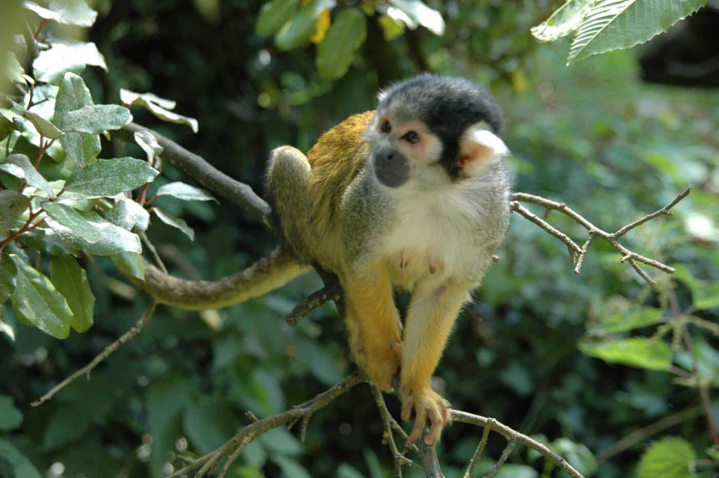 Saïmiris à la Vallée des Singes