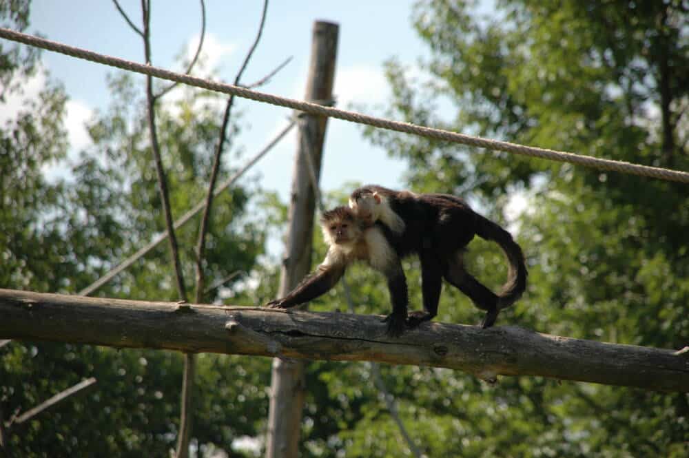 La Vallée des Singes