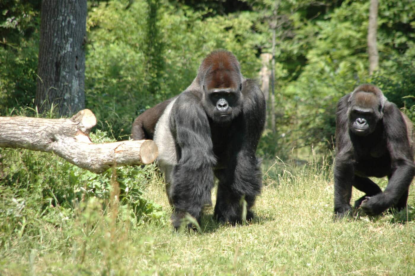 La Vallée des Singes à Romagne