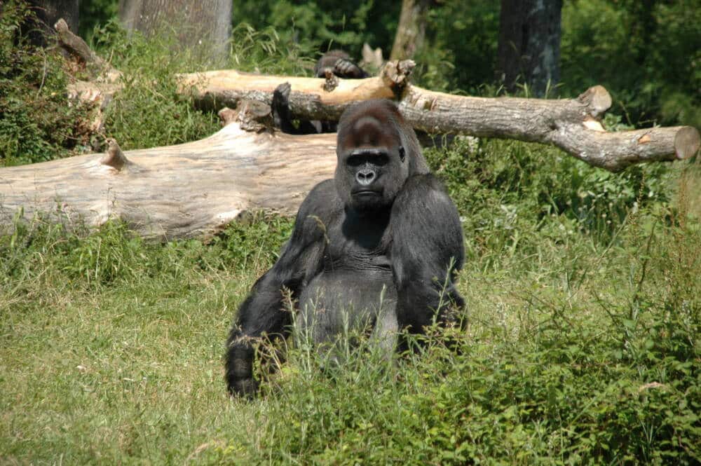 Yaoundé, Gorille de la Vallée des SInges