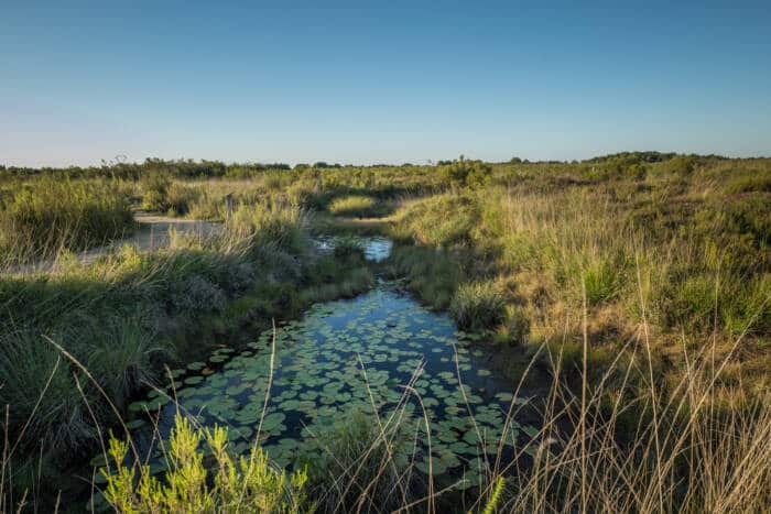 Nationaal natuurreservaat Pinail Agence Zebrelle Marion VALIERE LOUDIYI 12279 - Toerisme Vienne