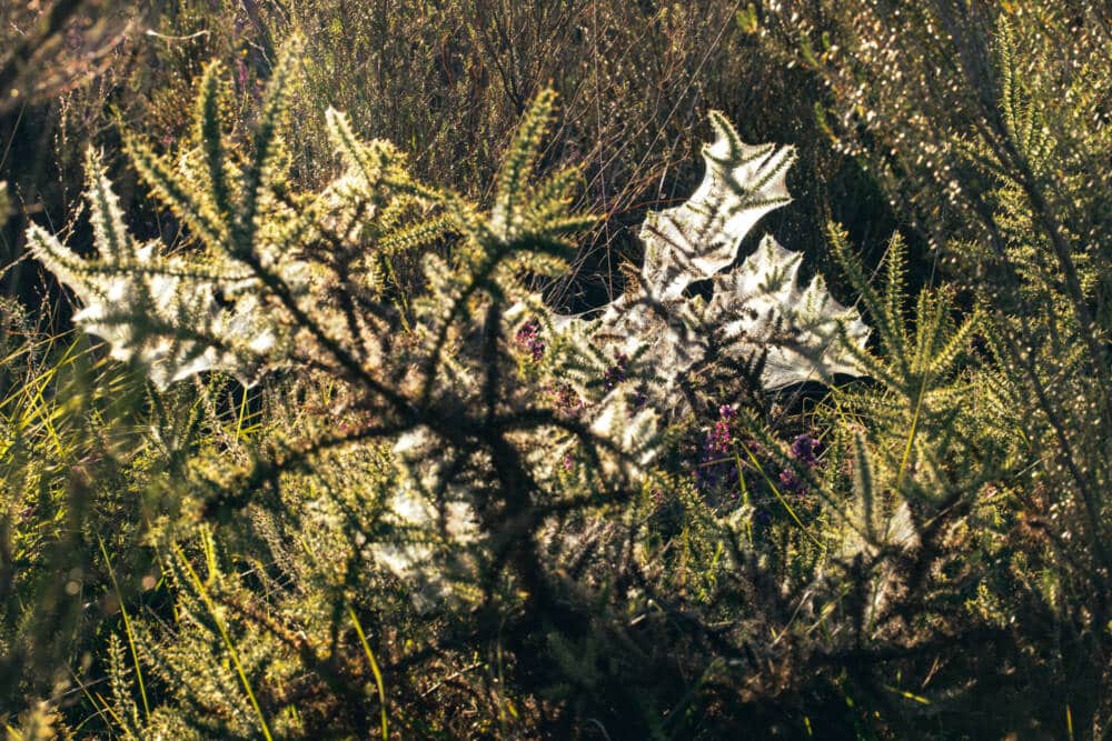 Réserve Naturelle du Pinail