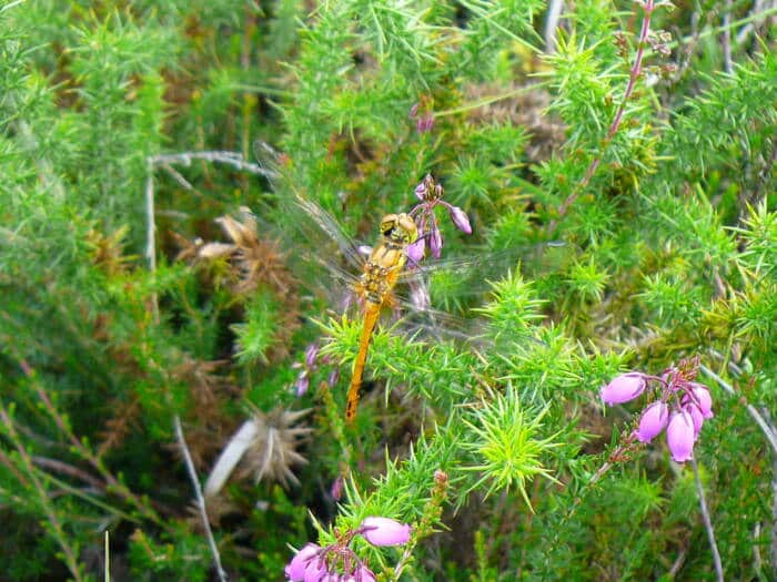 Fauna and Flora at the Pinail nature reserve