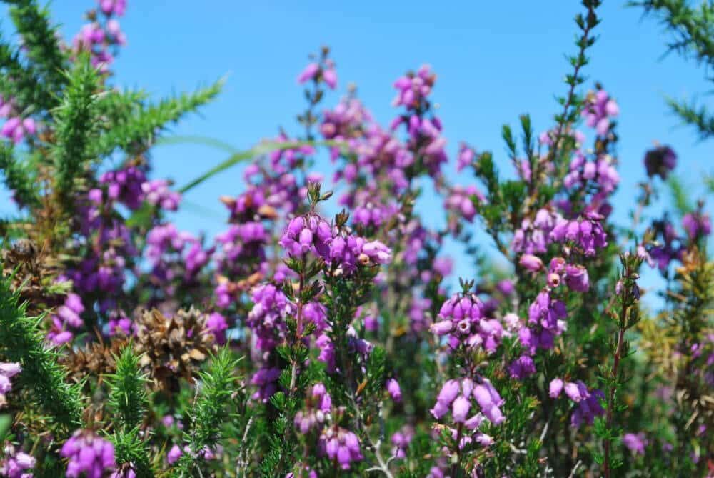 Réserve Naturelle du Pinal