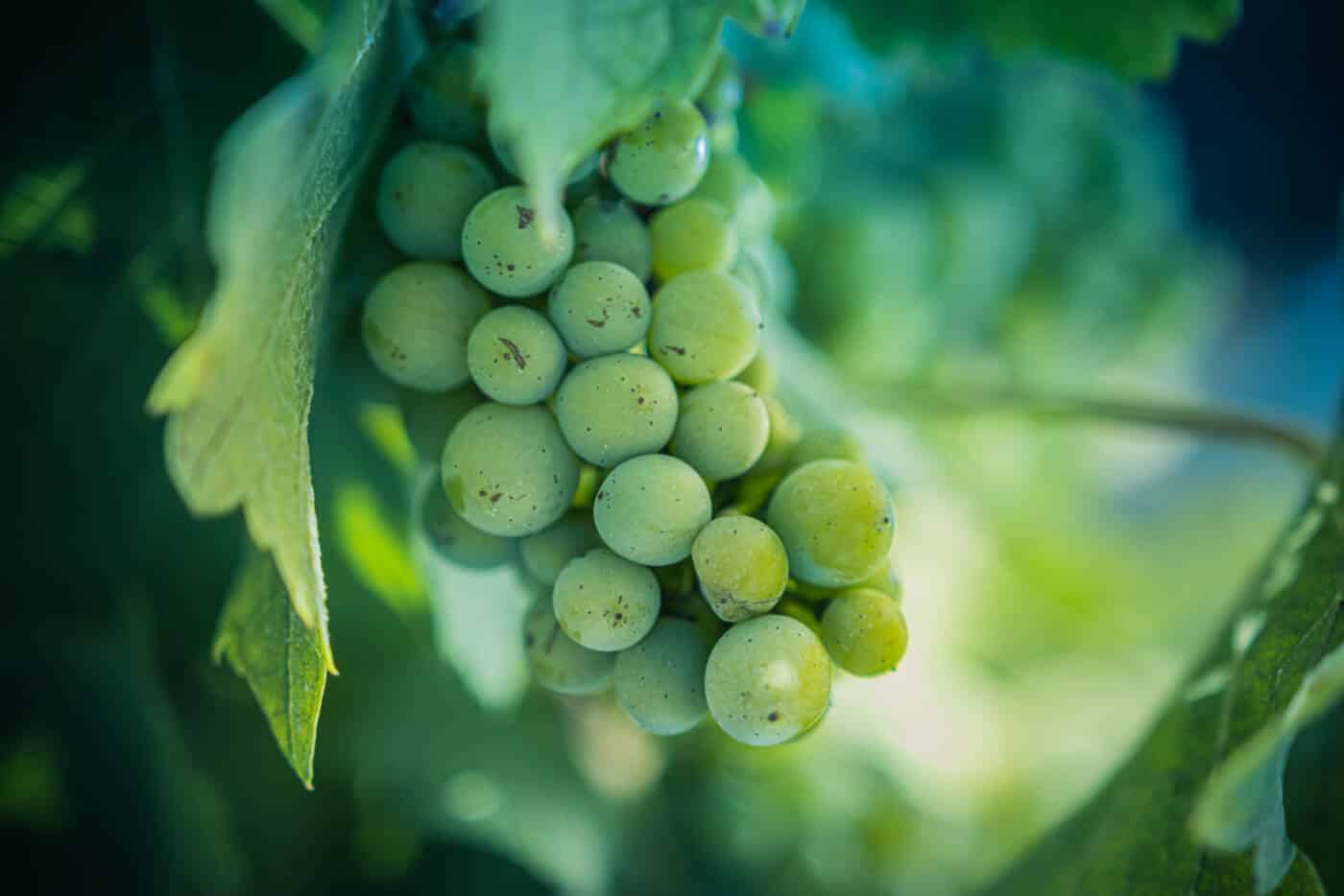 Raisin à peine mur du Haut-Poitou