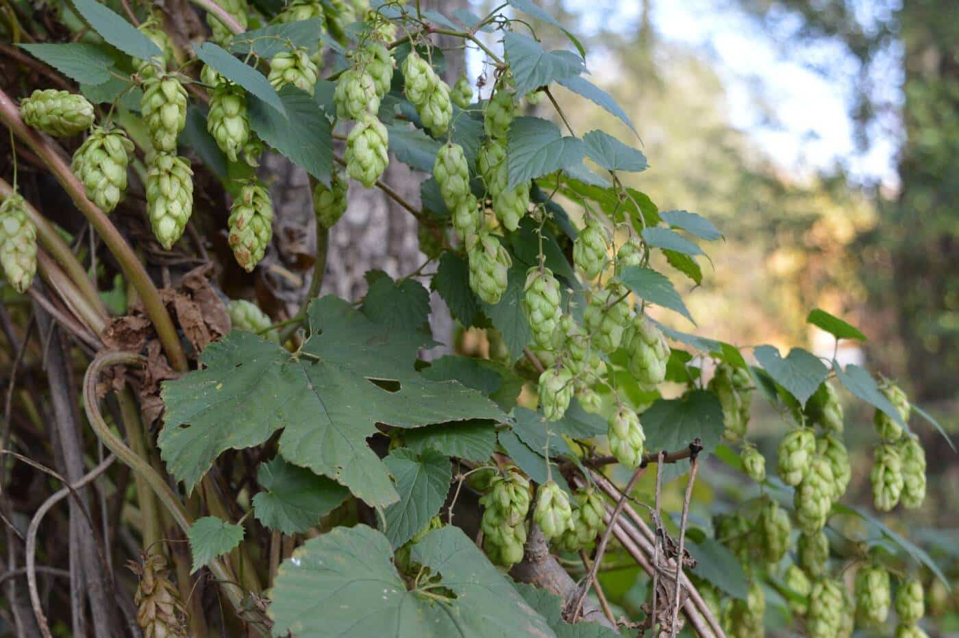 Fleur de Houblon, la base de la bière