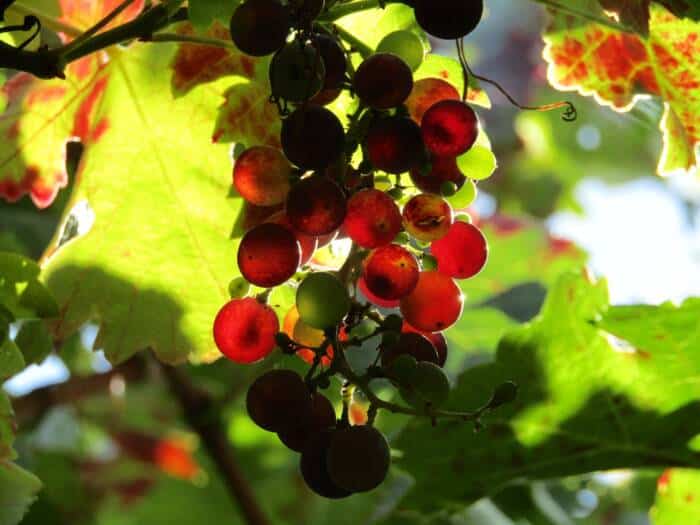 Jolis raisins rouges au soleil
