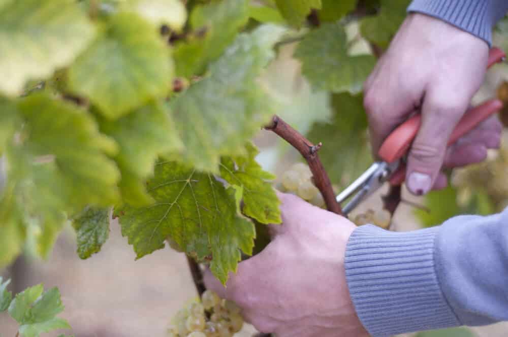 Récolte du Raisin à la Tour Beaumont