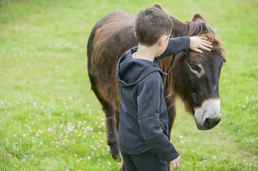 Ferme pedagogique CPA Lathus Agence Zebrelle Bastien SAUVE 3909 - Tourisme Vienne