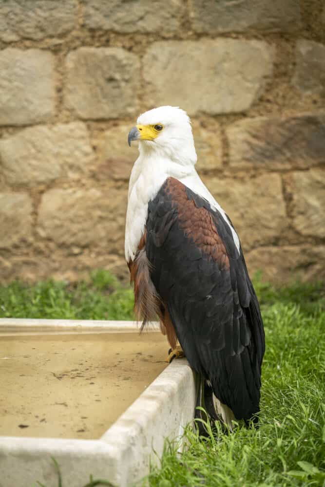 Les Géants du Ciel à Chauvigny