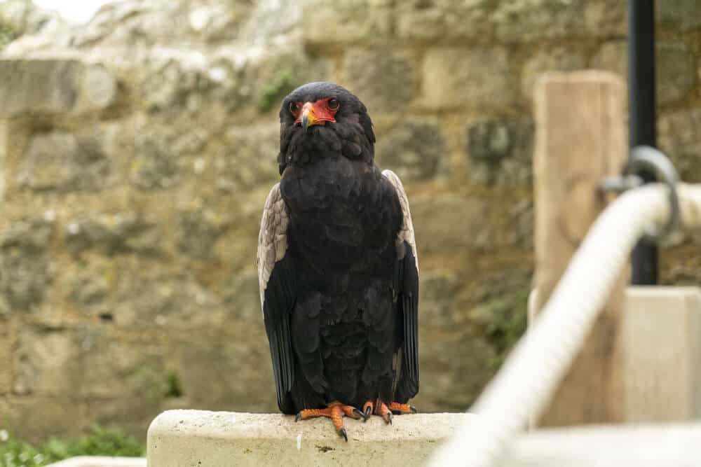 Les Géants du Ciel à Chauvigny