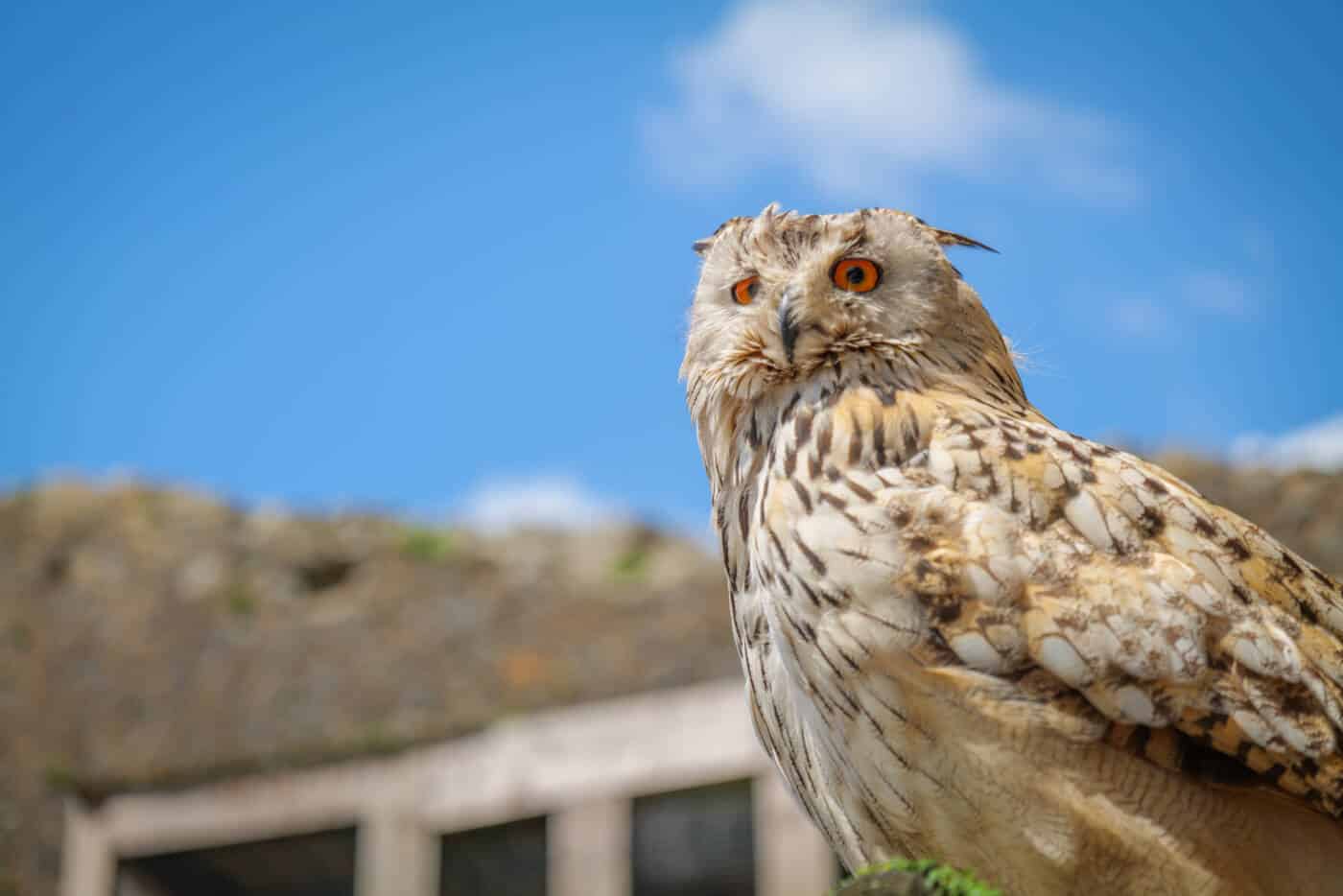Hibou des Géants du Ciel