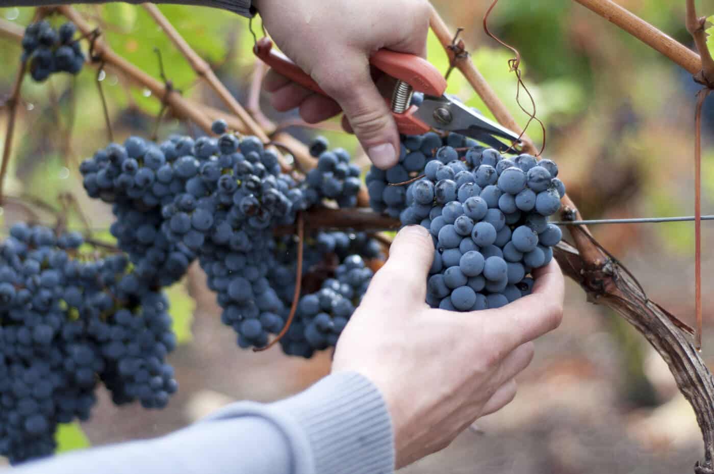 Vignoble le Domaine de la Tour Beaumont Agence de creativite et d attractivite du Poitou 679 1 - Tourisme Vienne