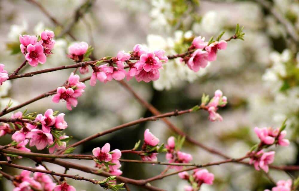 Le Mois d'avril dans la Vienne