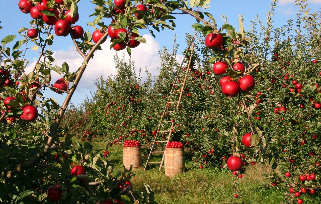 Agriculture Biologique dans la Vienne