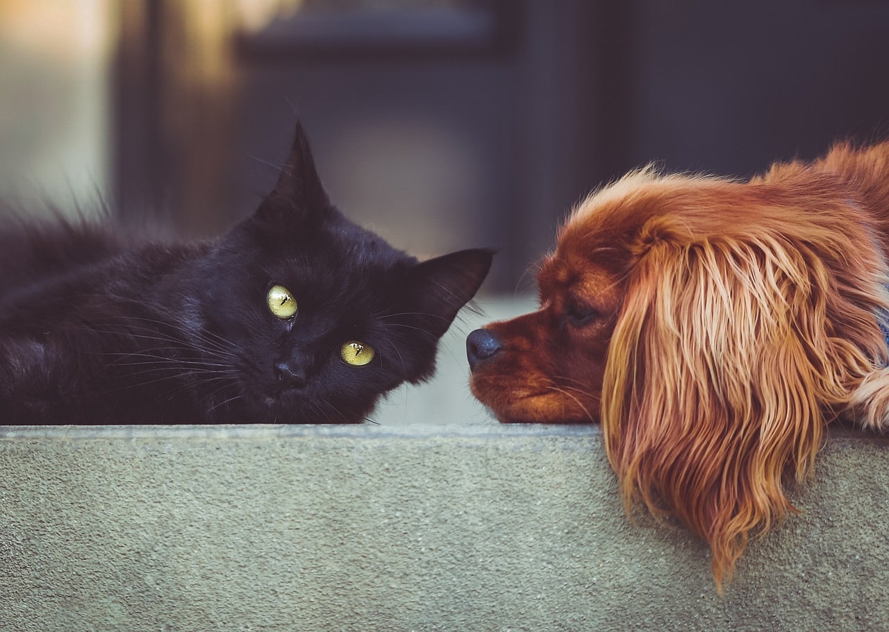 Animaux Bienvenus et Acceptés