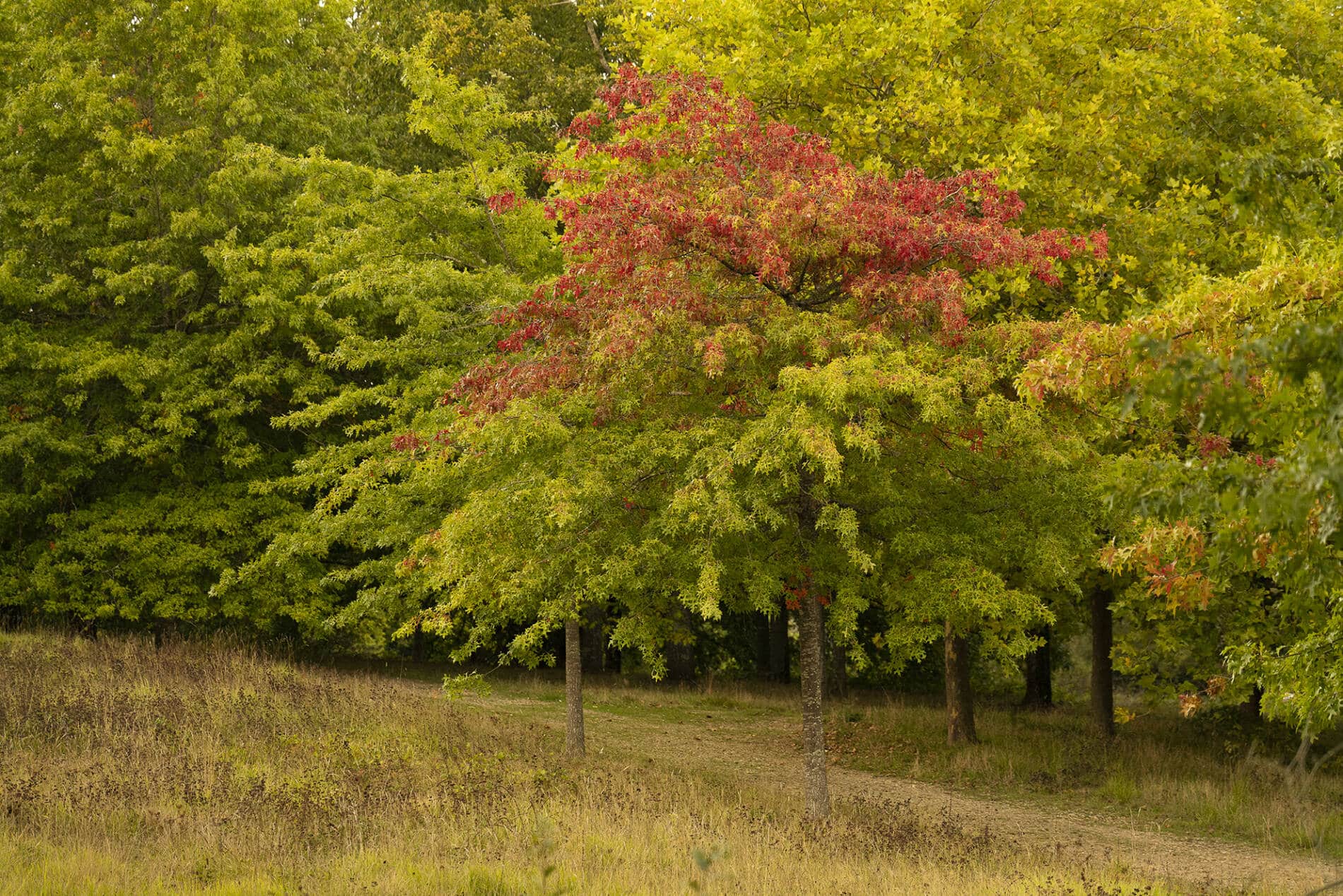 Arboretum