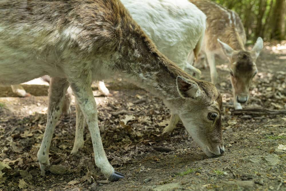 Center Parcs, Domaine du bois aux Daims
