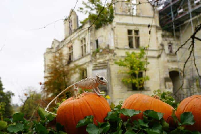 Halloween à la Mothe Chandeniers