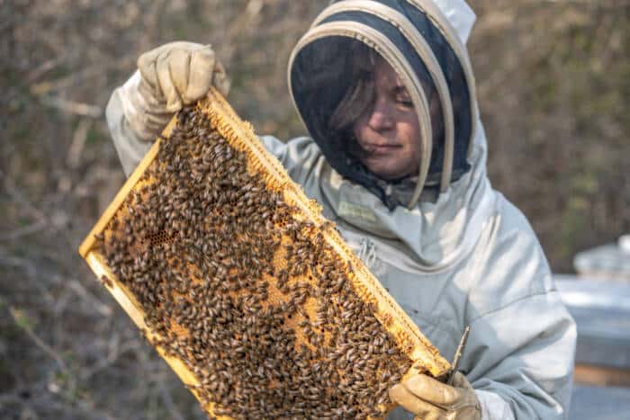 Das Bienenhaus des kleinen Hafens