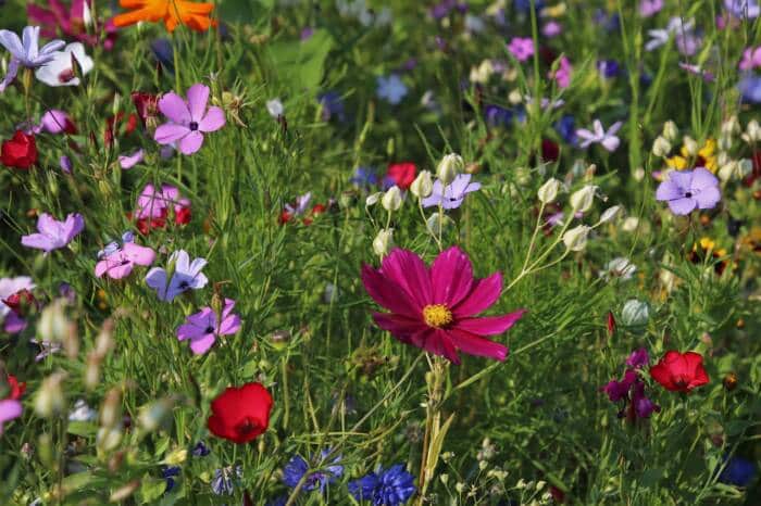 flowers 3571119 1280 - Tourisme Vienne