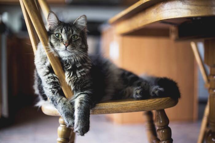 Animaux acceptés au restaurant