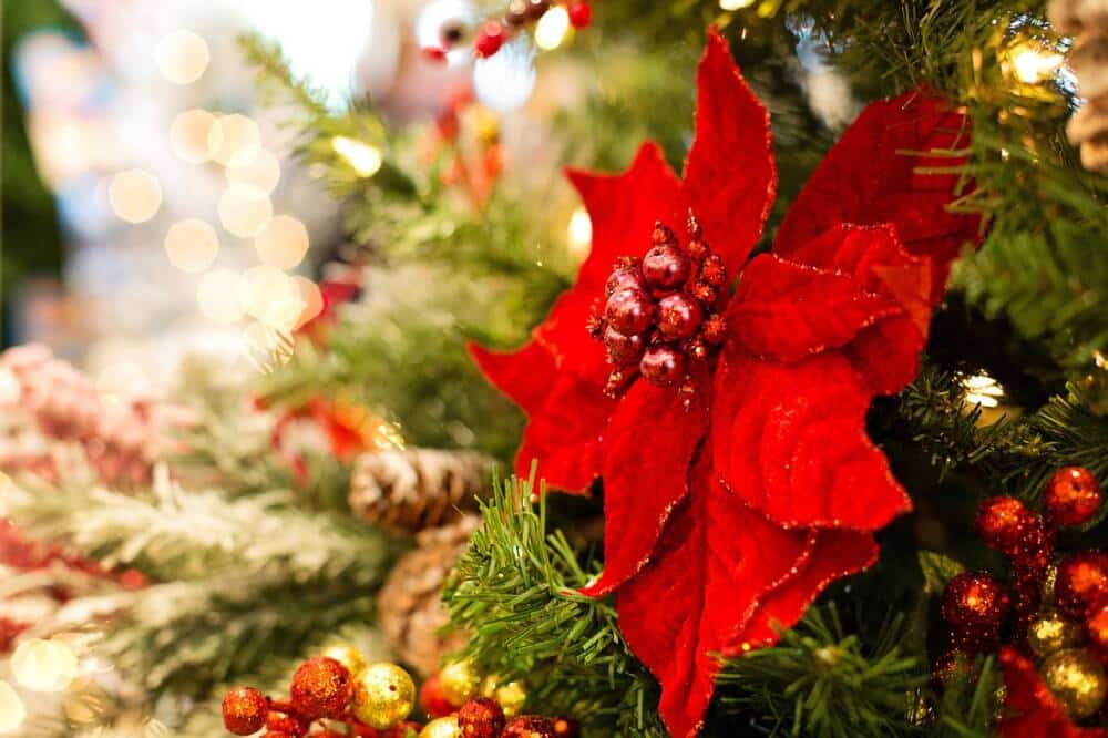 Poinsettia, la fleur de Noël