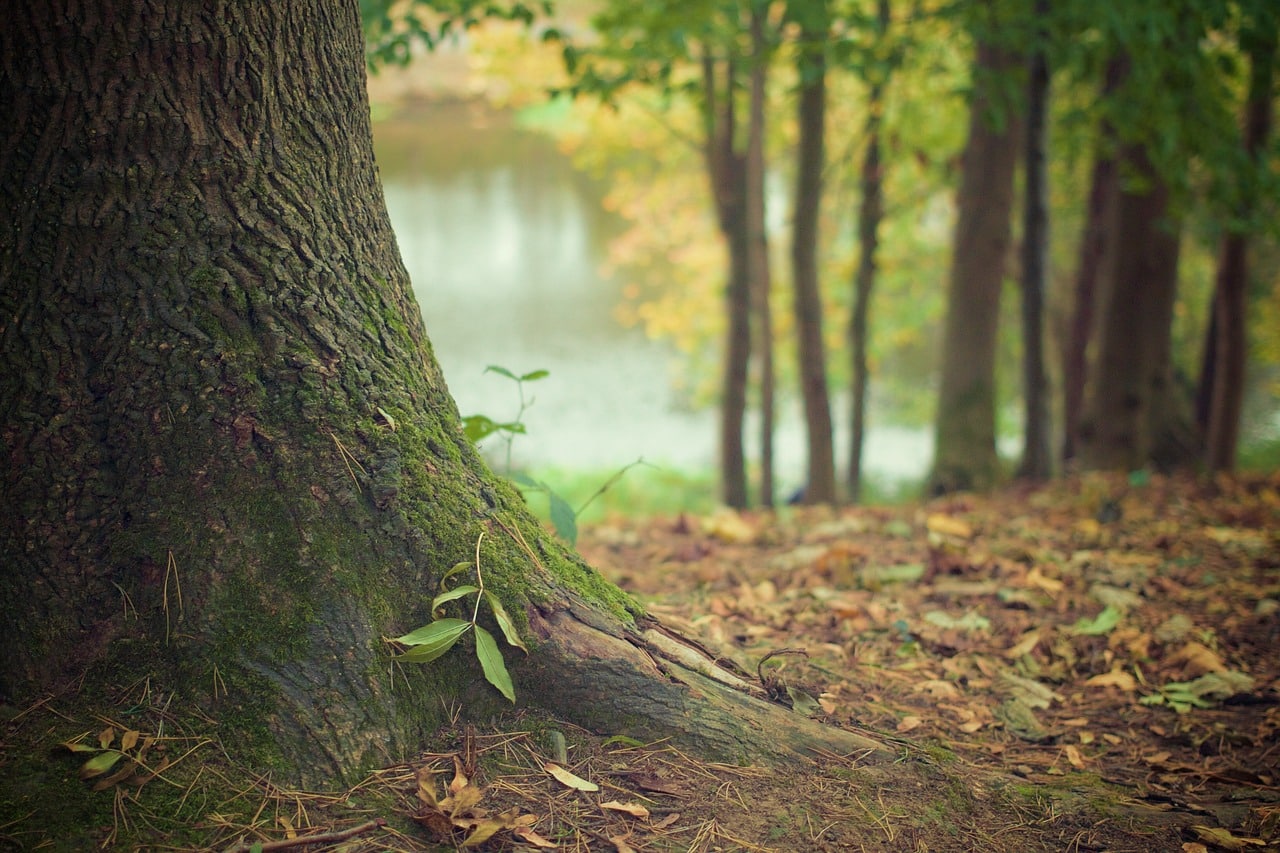 Balade en forêt