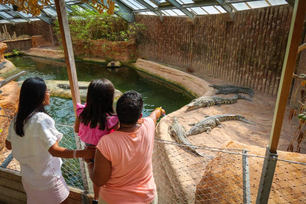 Terre de Dragons