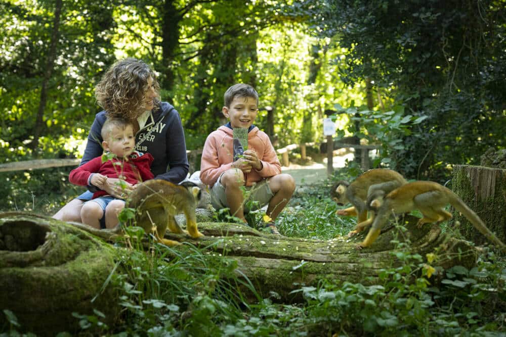 Vallée des singes Sites iCONiKS animations mai