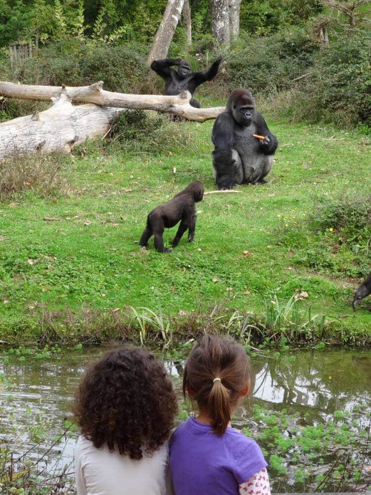 Vallée des singes Sites iCONiKS animations mai