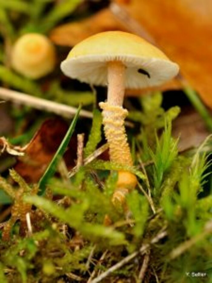 Les champignons et les lichens Le 16 nov 2024