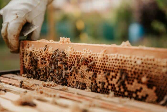 photo apiculture libre droit - Tourisme Vienne