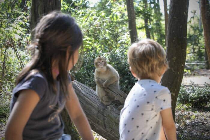 Vallée des singes